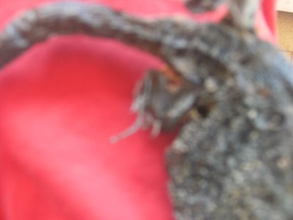 Identificazione di lacertide morto